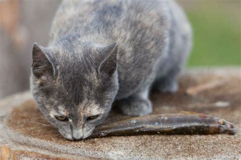 If left untreated by a veterinarian, your. 6 Everyday Foods That Are Toxic to Cats - Catster