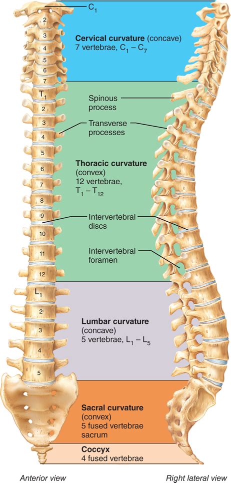 72 The Vertebral Column Is A Flexible Curved Support Structure