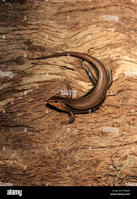 Five Lined Skink On Log Stock Photo Alamy