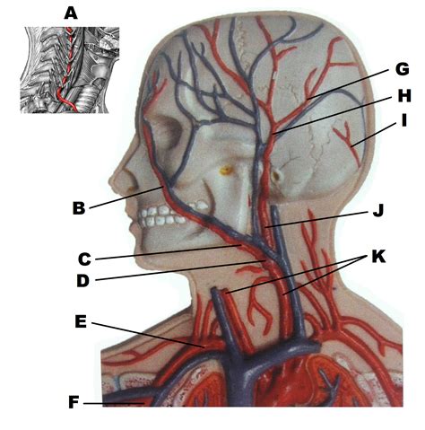Common carotid arterythe right common carotid artery is a branch of the brachiocephalic artery.it begins in the neck behind the right sternoclavicular joint. Practical 2 - Anatomy & Physiology 2102 with Prof.harman at Texarkana College - StudyBlue