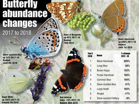 Shropshire Provides Safe Haven For Rare Butterfly