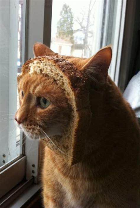 Hilariously Funny Cats That Are Stuck In Bread