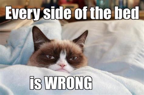 Iconic Ani Meme Grumpy Cat Passes Away At The Age Of 7
