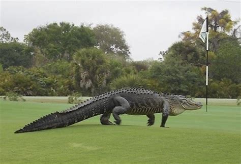 Crocodilo Gigante Invade Campo De Golfe Na Flórida Uol Esporte