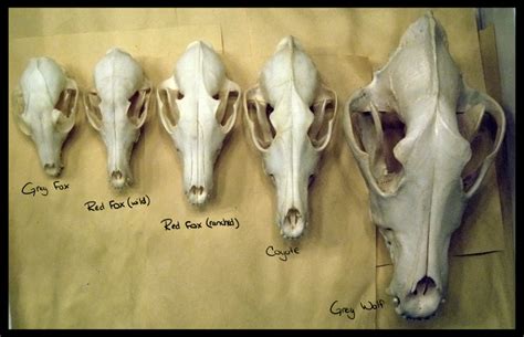 Fox Coyote And Wolf Skulls Fox Anatomy Skull Anatomy Animal Anatomy