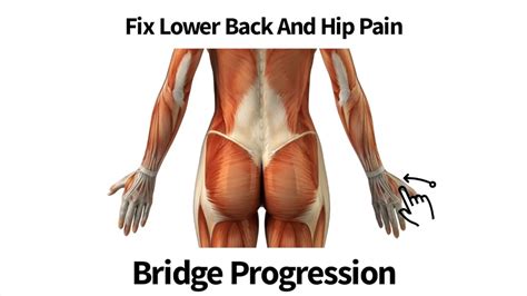 Works eccentrically** to control decent and concentrically** on ascent. Fix Lower Back And Hip Pain - Bridge Progression - YouTube
