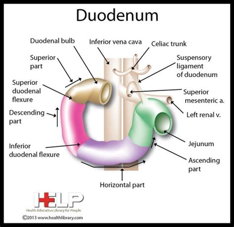 Anatomie Dig Beaudoin Duodéno pancréas Flashcards Quizlet