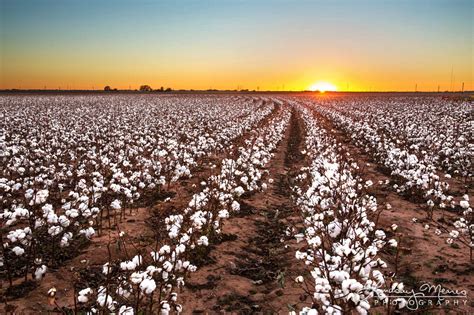 Lubbock Cotton Sunset Photo Texas Cotton Photography Travlin