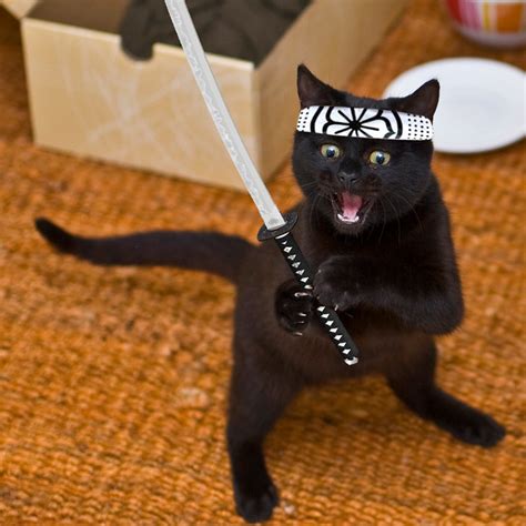 Ninja Cat Flickr Photo Sharing