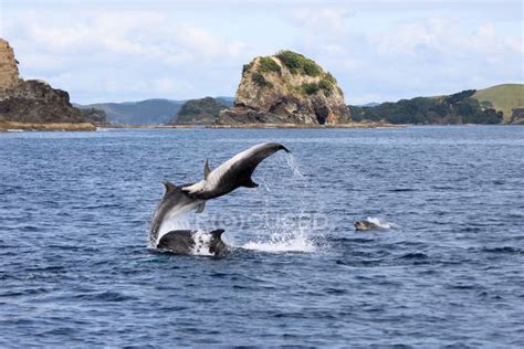 New Zealand North Island Northland Pahia Bay Of Islands Dolphins