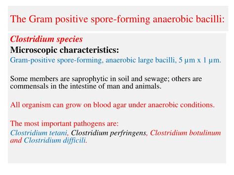 Ppt The Gram Positive Spore Forming Anaerobic Bacilli Powerpoint