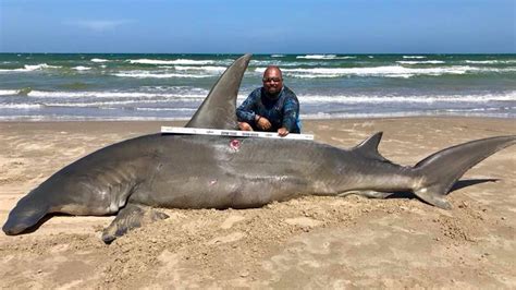 Texas Fisherman Reels In Massive 14 Foot Hammerhead Shark The Weather