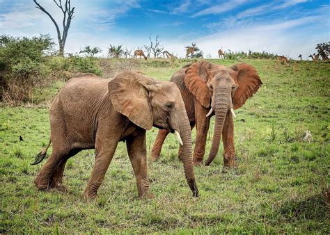 Pictures Of African Elephants In Their Habitat Peepsburghcom