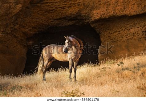 Horse Near Cave Stock Photo Edit Now 589501178