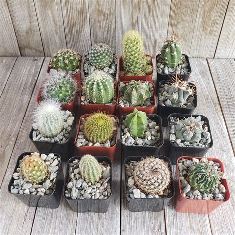 2 Inch Assorted Cactus 4 Pack Planet Desert