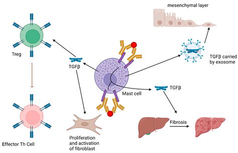 ijms free full text the role of tgfβ and other cytokines in regulating mast cell functions