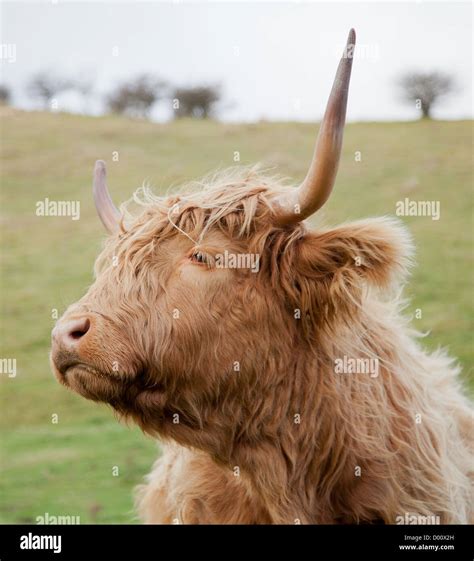 Highland Cows A Breed Of Scottish Cattle Stock Photo Alamy