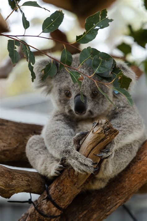 100 Koala Pictures Download Free Images On Unsplash