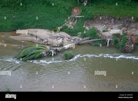 Palm Tree Fallen Due To Riverbank Erosion Malaysia Stock Photo Alamy