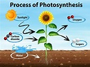 Photosynthesis Explained - WorldAtlas