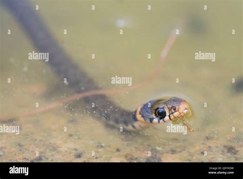 Barred Grass Snake Natrix Helvetica Helvetica Young Stock Photo Alamy
