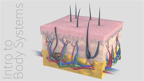 Introduction To The Integumentary System Animated Tutorial