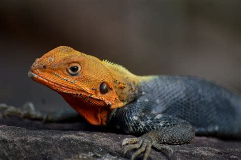 Dsc0274 Red Head Agama Lizard Seen At Kakum National Park Flickr