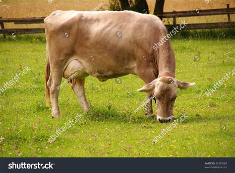 A Grazing Brown Swiss Cow Stock Photo 33375583 Shutterstock