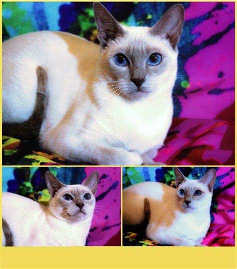 Traditional Applehead Siamese Cat Breeder Kittens For Sale Applehead