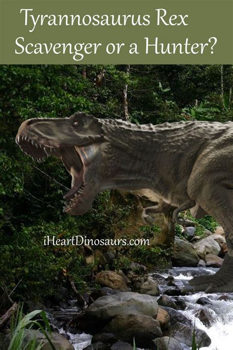 If Tyrannosaurus Rex Was A Scavenger Or A Hunter Has Been A Long Time