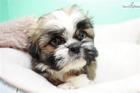 Blue Shih Tzu Puppy For Sale Near Orange County California