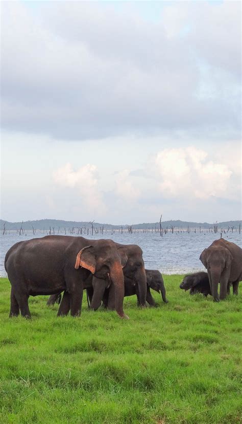 16 Photos Of A Sri Lankan Elephant Safari At Kaudulla National Park