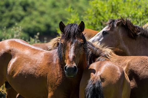 Herd Horses Eat Greens Mountain Slope Stock Photos Free And Royalty