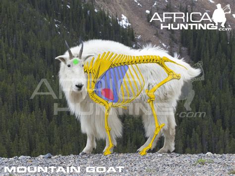 Bowhunting Mountain Goat