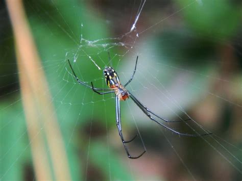 White Backed Garden Spider Flickr Photo Sharing