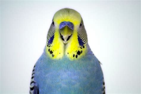 How To Find Out If Your Budgie Parakeet Is A Boy Or Girl