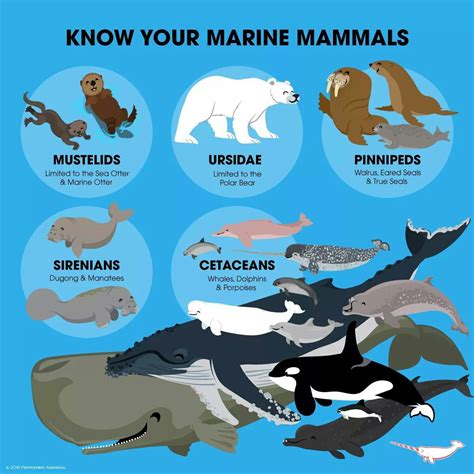 Marine Mammals Marine Mammals Marine Animals Fun Facts About Animals