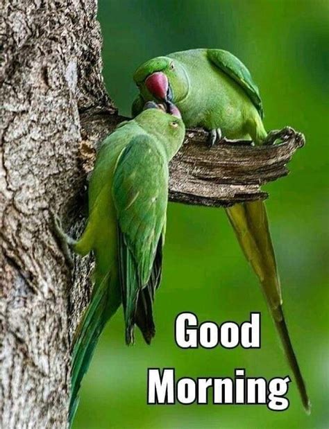 Good Morning Beautiful Parrot Photo Good Morning Pictures
