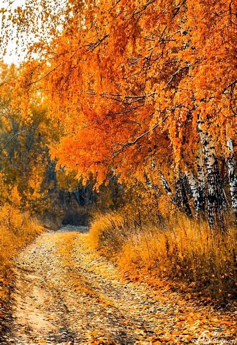 🇷🇺 Birches In Autumn Russia By Anton Starikov Cr🍂 Autumn Scenery