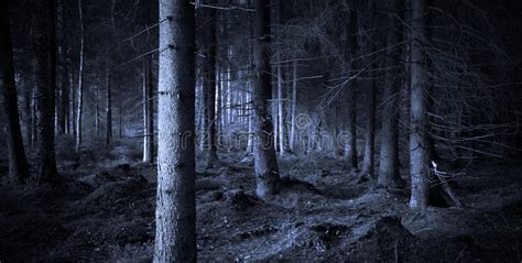 Spooky Forest Royalty Free Stock Images Image 20626609