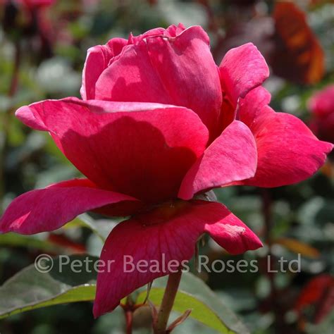 The Anniversary Rose Bush Rose Peter Beales Roses The World