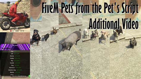 Gta V Fivem All Pets Form The Pet S Script Youtube Otosection