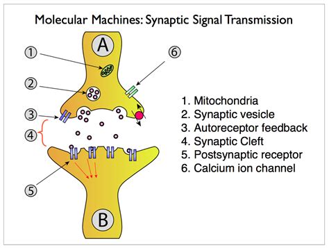 The graph below shows the voltages near embedded protein b of model 1 versus time. Scalable Neuroscience: or "Why Computers will Never ...