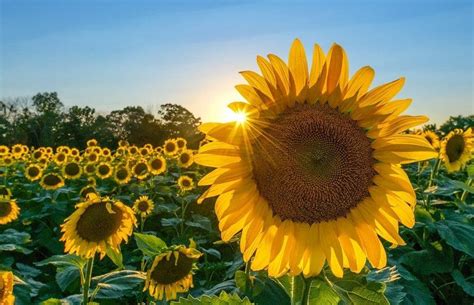 Näytä lisää sivusta hoa hướng dương facebookissa. 199+ Hình ảnh hoa hướng dương đẹp rực rỡ cả một góc trời