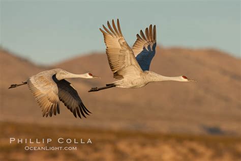 Sandhill Cranes Flying Sunrise Grus Canadensis Bosque Del Apache Socorro New Mexico
