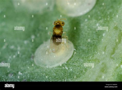 Una Avispa Parasitoide Encarsia Tricolor Poniendo Sus Huevos En Larvas