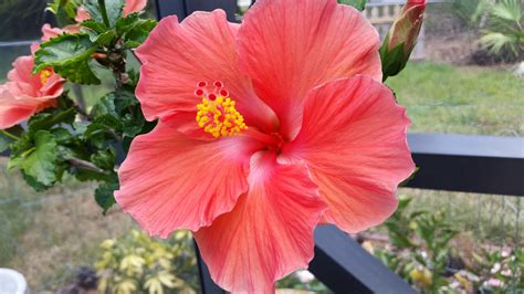 Our Hibiscus In Bloom Photo Contests Beautifulnow