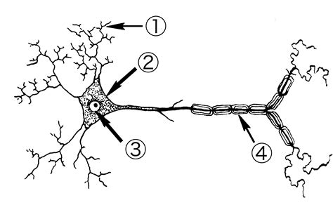 File:Neuron 001.png - The Work of God's Children