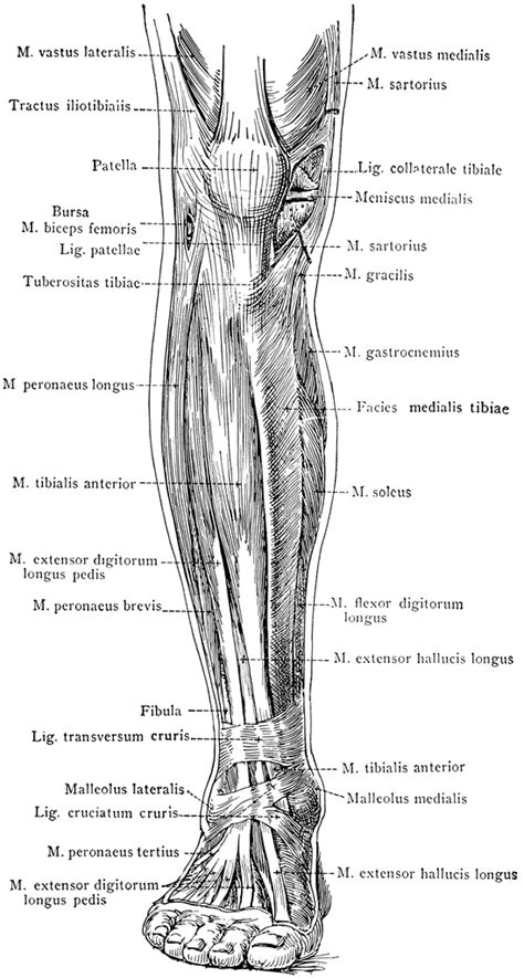 Anterior View Of The Superficial Muscles Of The Leg Clipart Etc