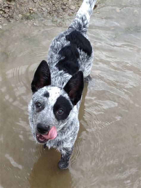 Blue Heeler Buddy He Has 3 Black Circles On His Back Austrailian